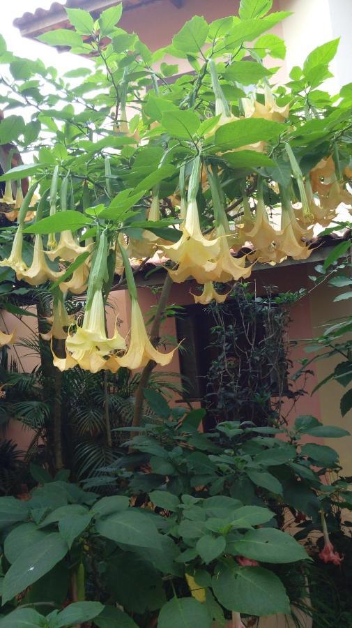 Eco Pousada Jardim Do Eden อัลโต ปาไรโซ เด โกยาส ภายนอก รูปภาพ